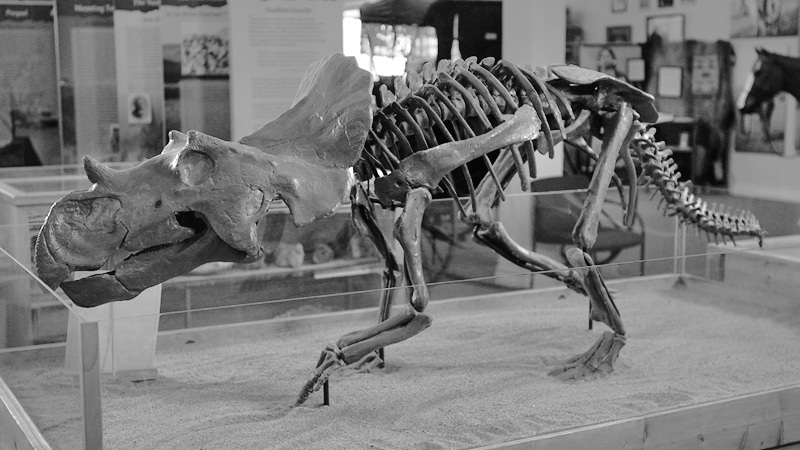 Avaceratops Lammersi - Ava the Dinosaur