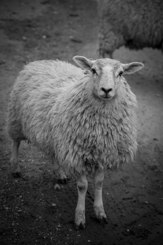 Sheep in the Valley